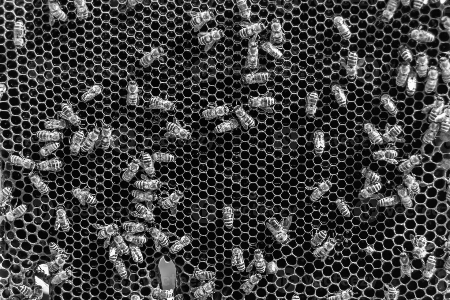 Abstract hexagon structure is honeycomb from bee hive filled photo