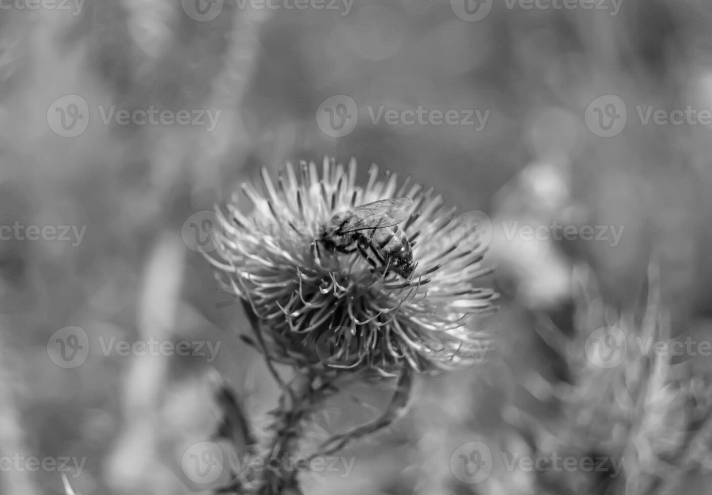 Beautiful wild flower winged bee on background foliage meadow photo