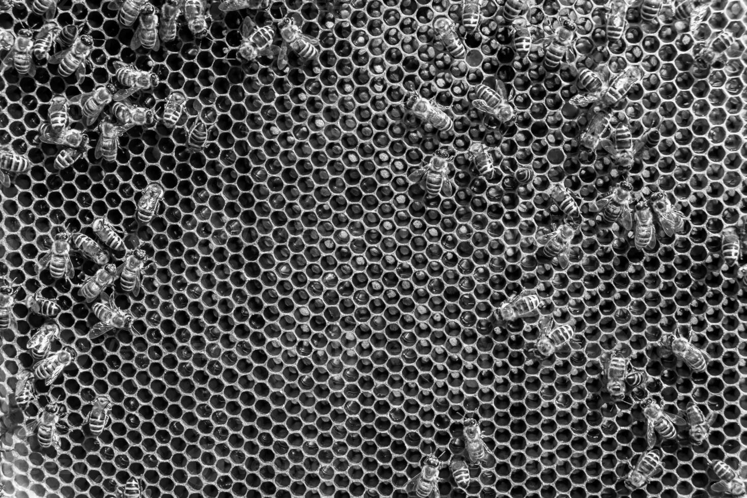 Abstract hexagon structure is honeycomb from bee hive filled photo