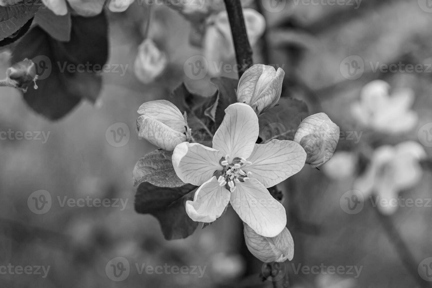 Photography on theme beautiful fruit branch apple tree with natural leaves under clean sky photo