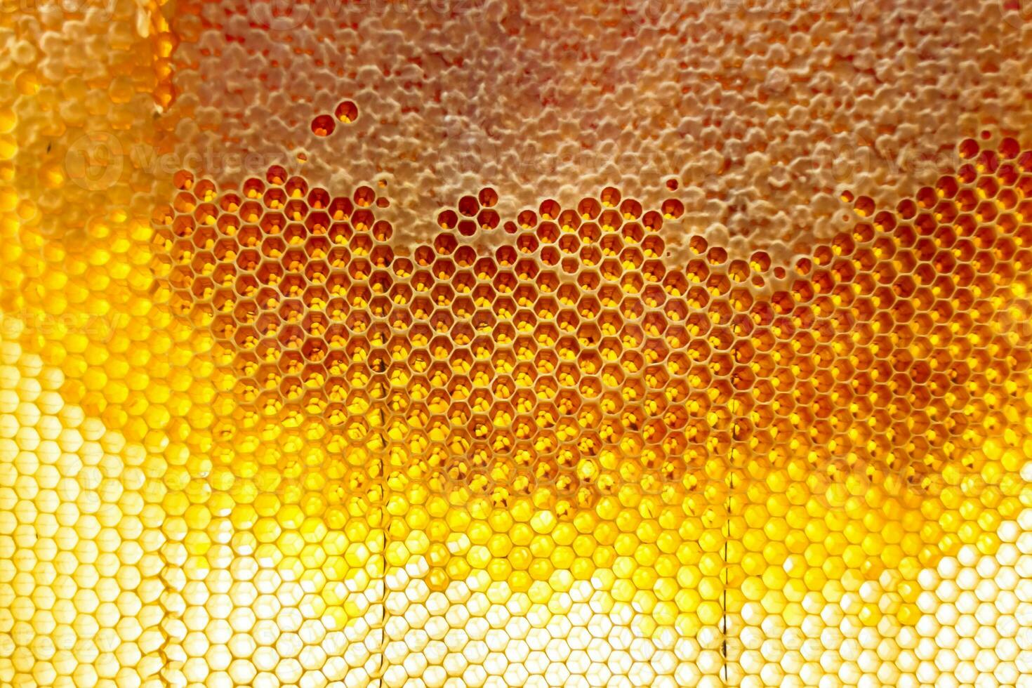 Drop of bee honey drip from hexagonal honeycombs filled with golden nectar photo