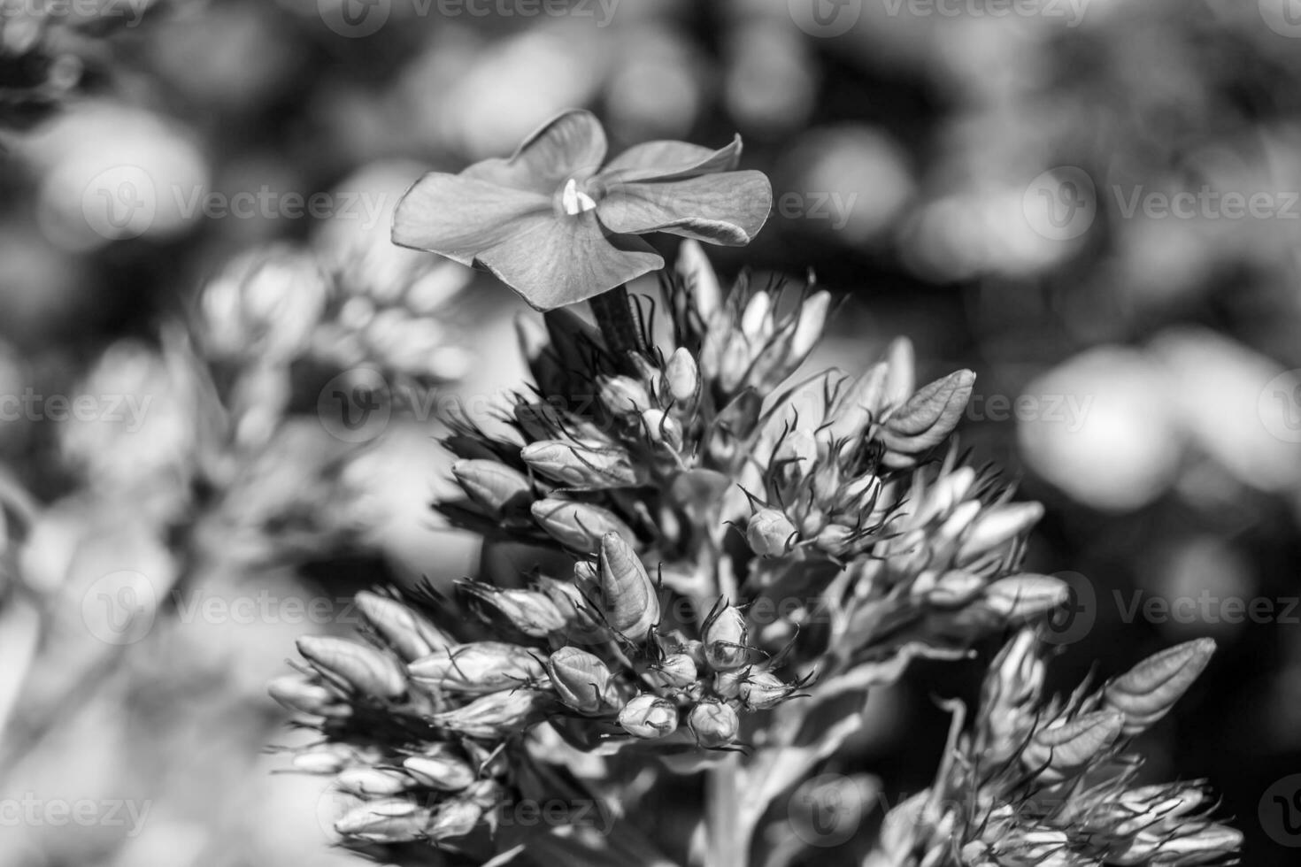 Beautiful wild growing flower phlox paniculata on meadow photo