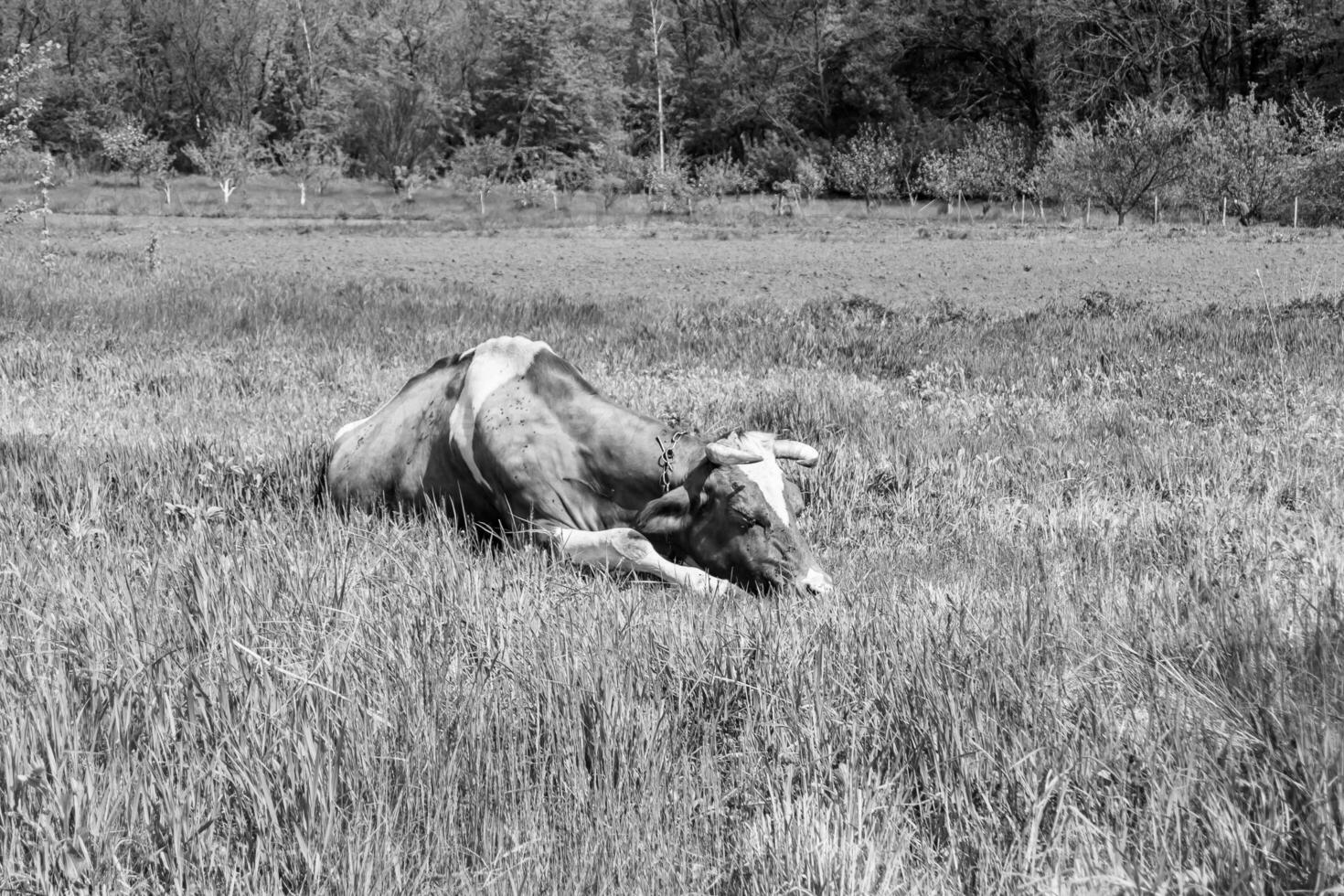 Photography on theme beautiful big milk cow grazes on dark meadow under light sky photo