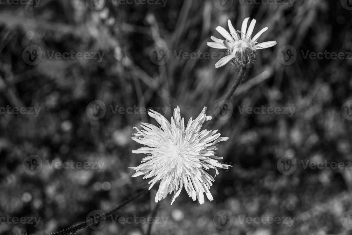Beautiful wild growing flower seed dandelion on background meadow photo