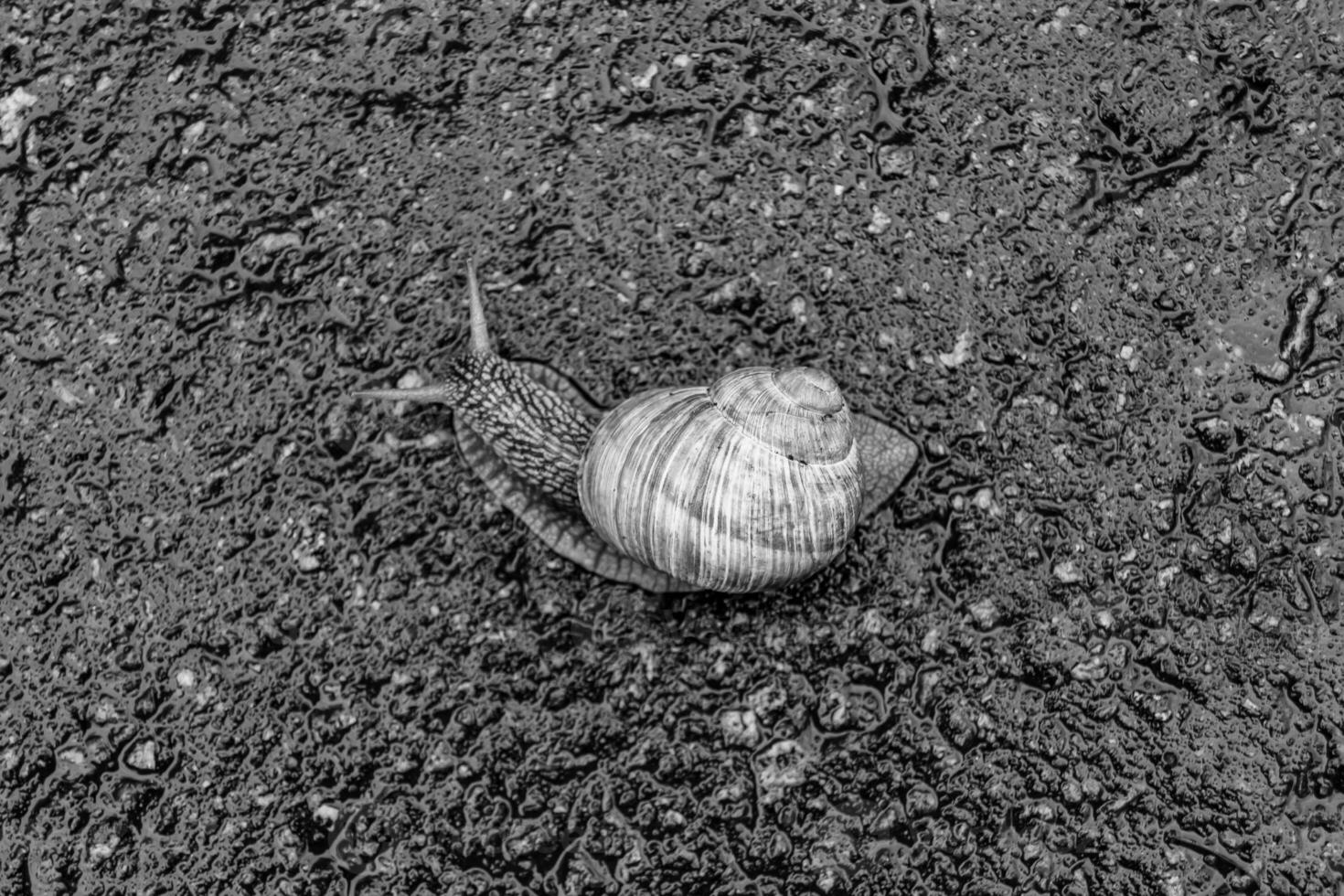 Big garden snail in shell crawling on wet road hurry home photo