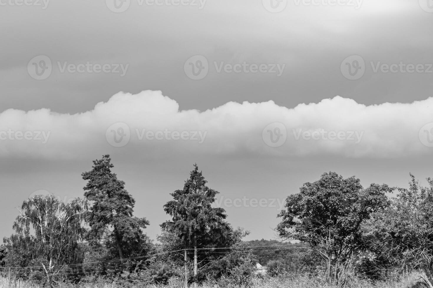 Beautiful horizon scenery in village meadow on color natural background photo