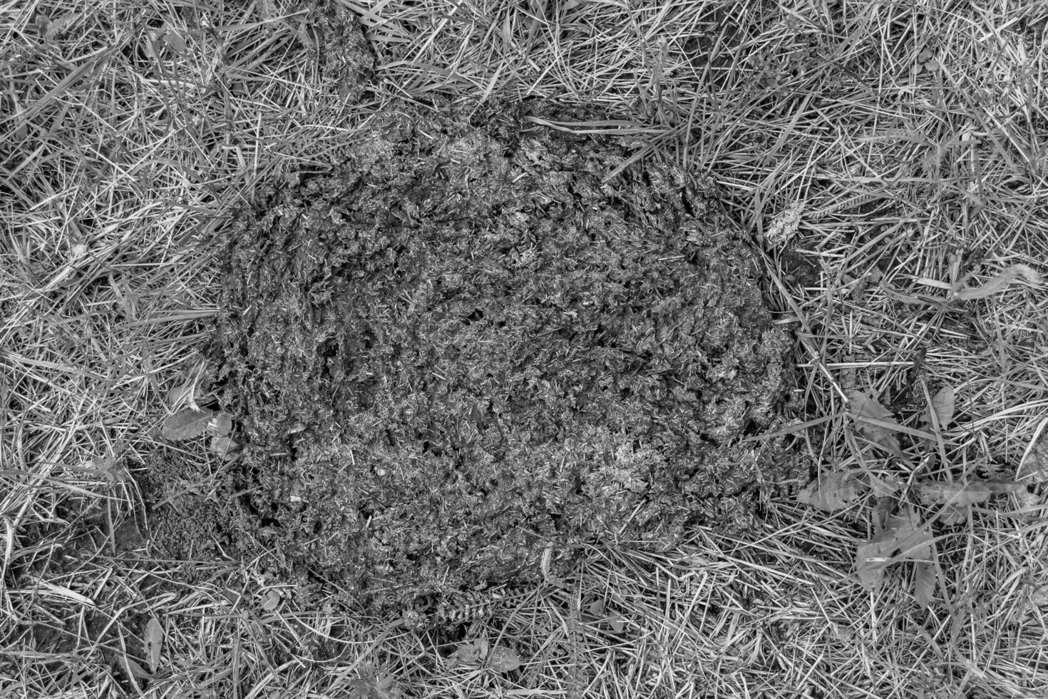 Photography on theme fresh cow dung lies on manure animal farm photo