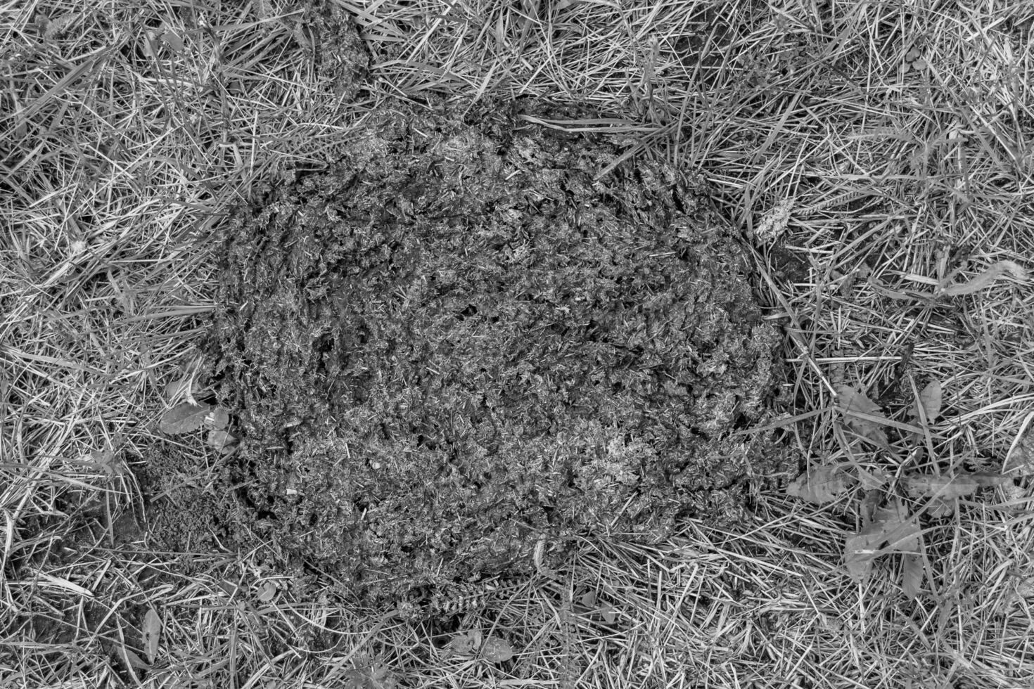 Photography on theme fresh cow dung lies on manure animal farm photo