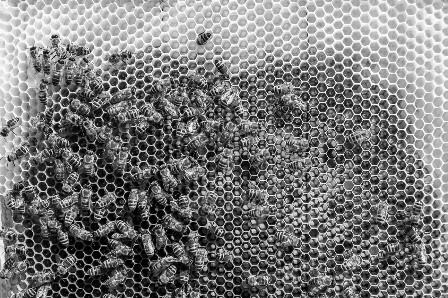 Abstract hexagon structure is honeycomb from bee hive filled photo