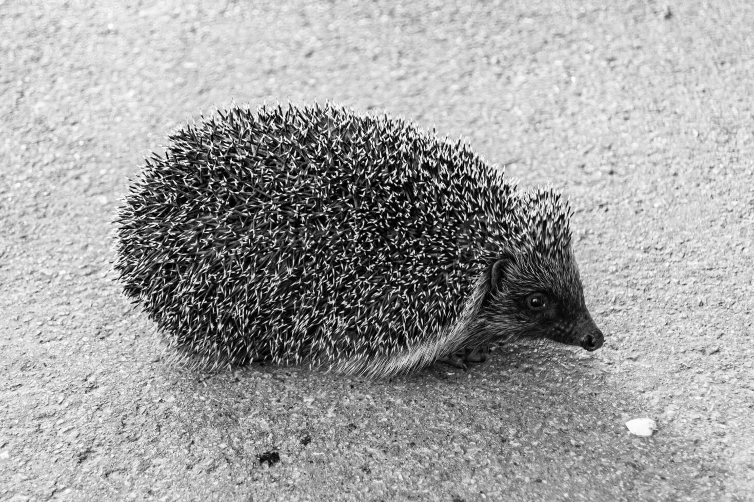 Photography on theme beautiful prickly little hedgehog goes into dense wild forest photo