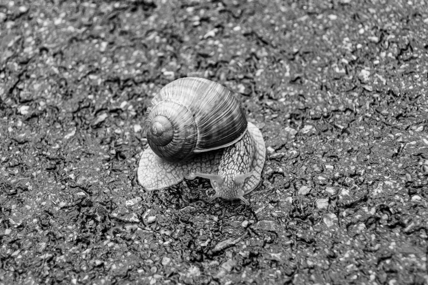 Big garden snail in shell crawling on wet road hurry home photo