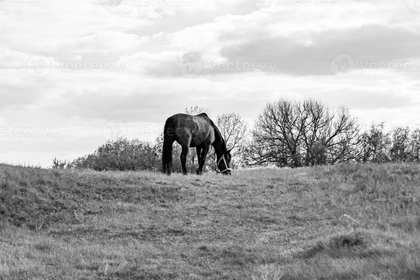 Beautiful wild brown horse stallion on summer flower meadow photo