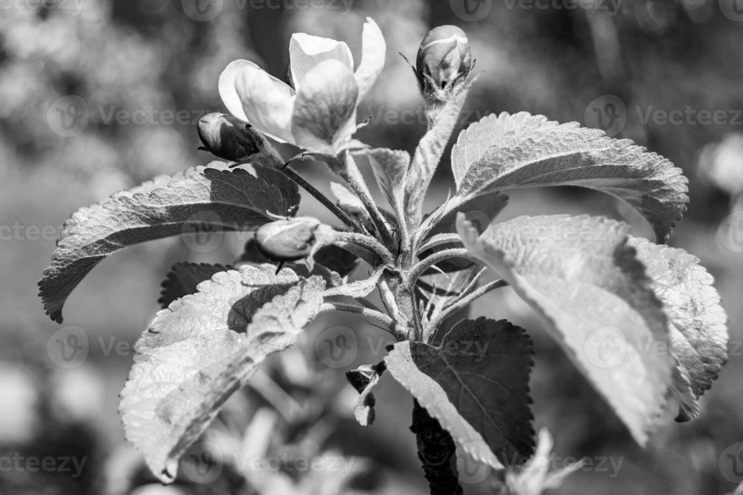 Photography on theme beautiful fruit branch apple tree with natural leaves under clean sky photo