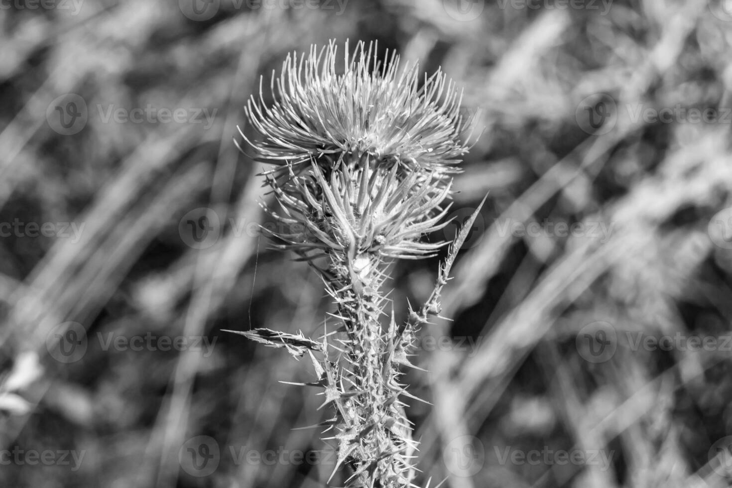 Beautiful growing flower root burdock thistle on background meadow photo