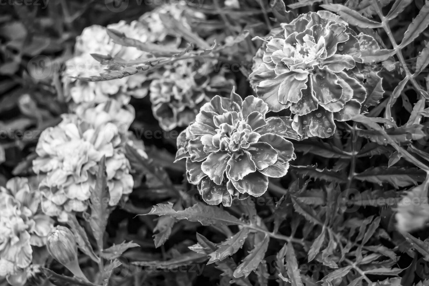 fina flor de caléndula de caléndula de crecimiento silvestre en la pradera de fondo foto