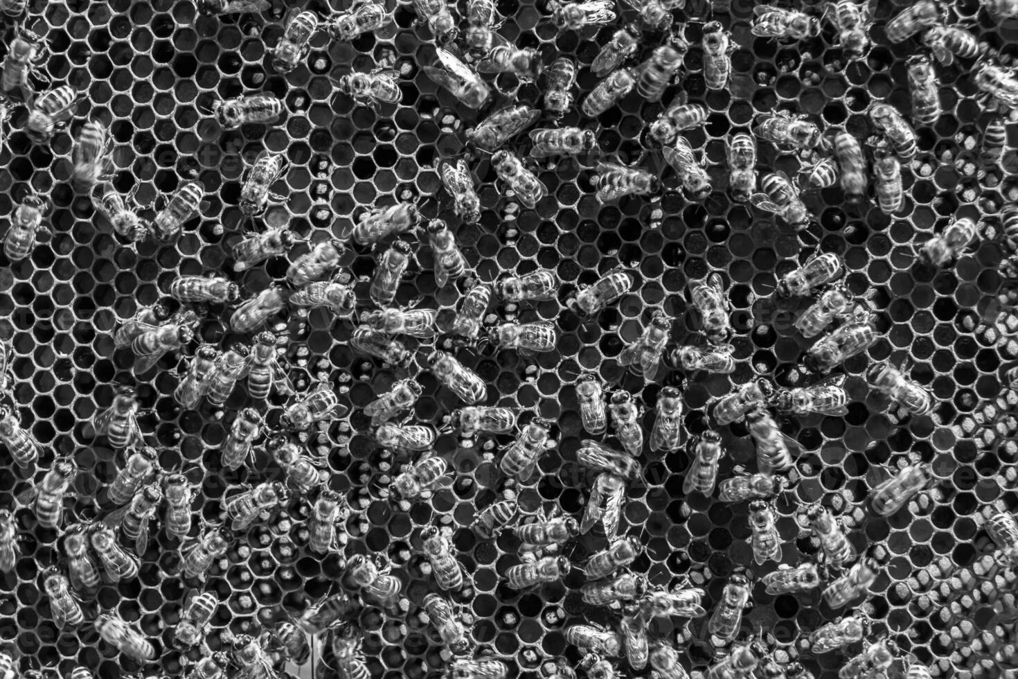 Abstract hexagon structure is honeycomb from bee hive filled photo