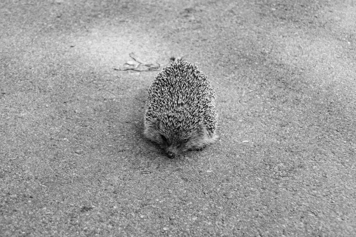 fotografía en tema hermosa espinoso pequeño erizo va dentro denso salvaje bosque foto