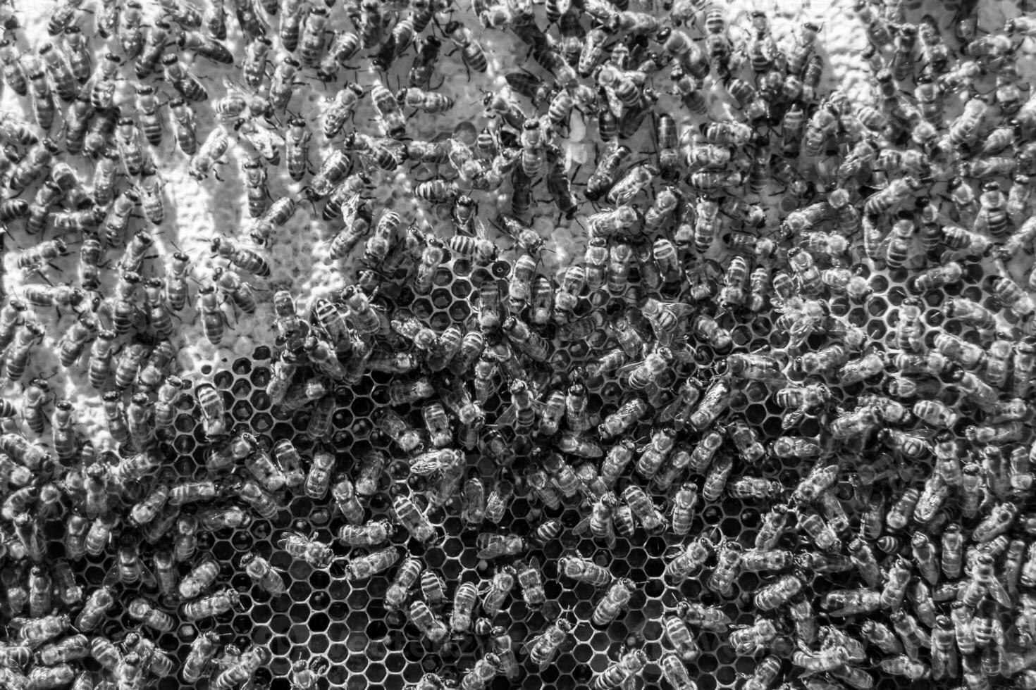 La estructura hexagonal abstracta es un panal de abejas lleno de colmena foto