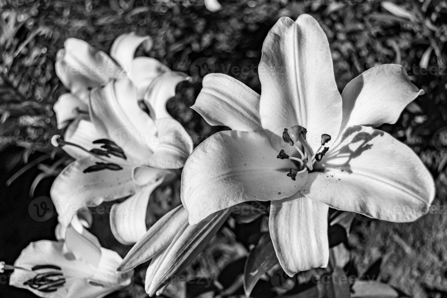 Fina flor silvestre creciente lirio liliaceae en pradera de fondo foto