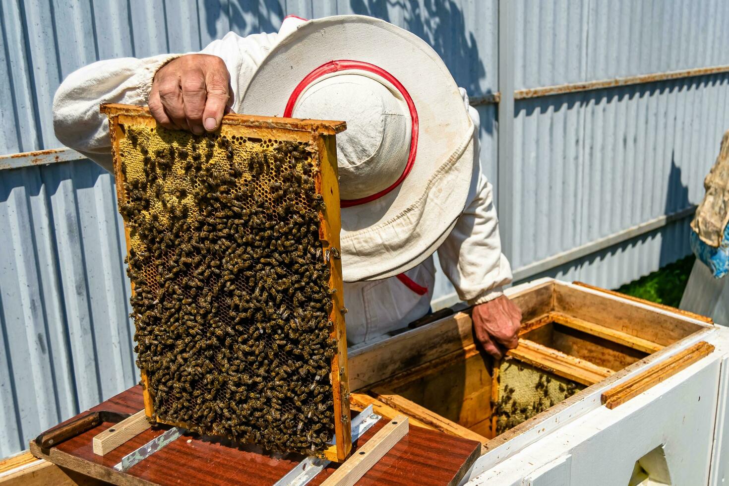 abeja alada vuela lentamente al apicultor recoger néctar en colmenar privado foto