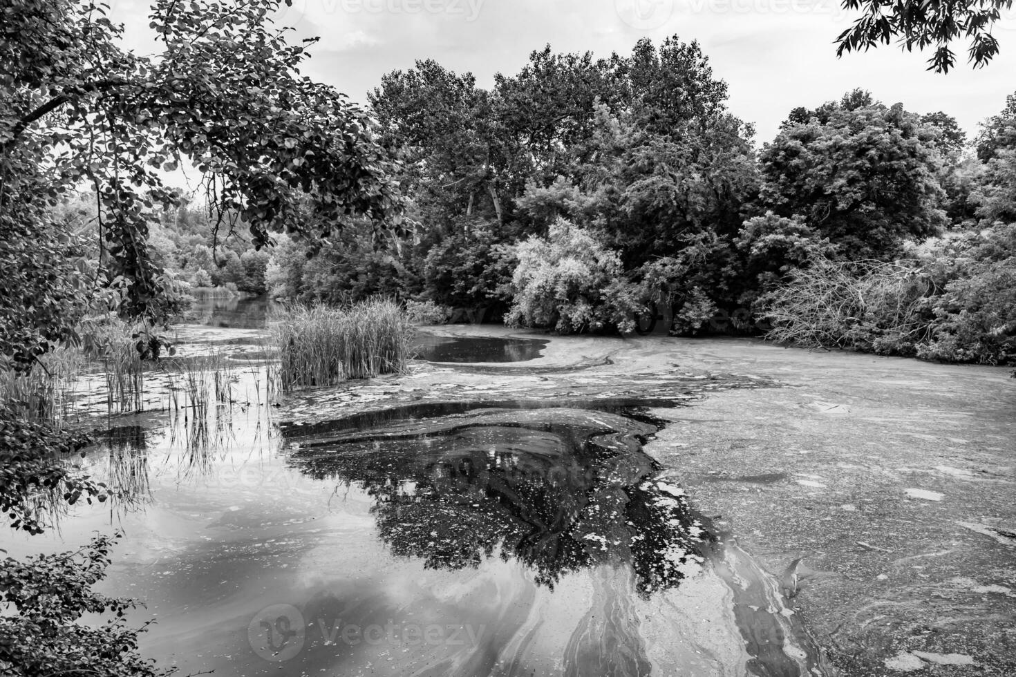 Beautiful grass swamp reed growing on shore reservoir in countryside photo