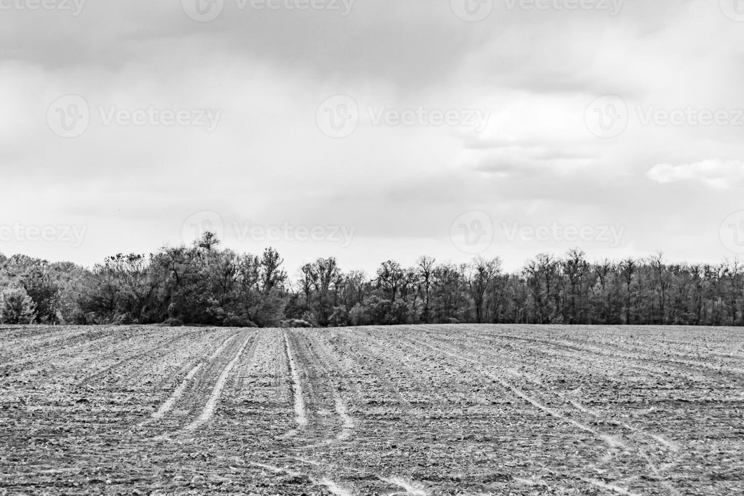 fotografía sobre el tema gran campo agrícola vacío para la cosecha orgánica foto