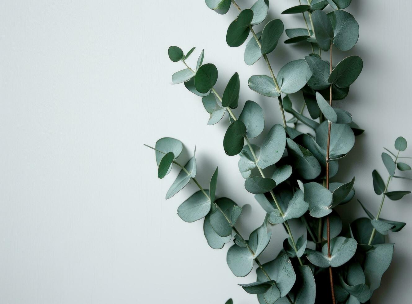 AI generated a single eucalyptus plant stacked against a white wall photo