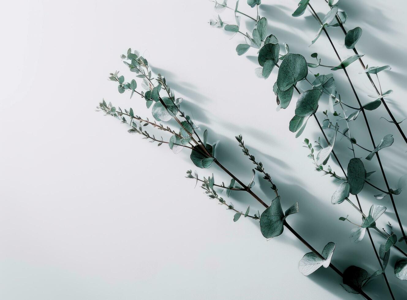 AI generated two eucalyptus branches on a white wall photo
