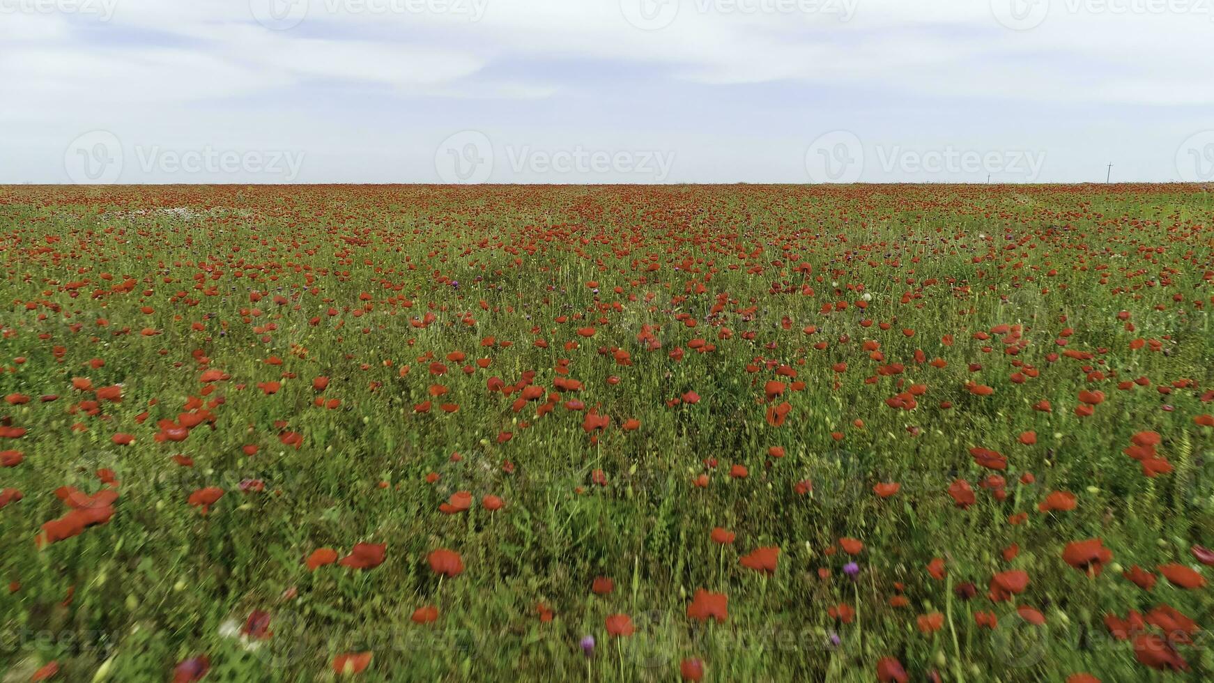 Aerial view of red poppy field in a summer sunny day, Russia. Shot. Blossoming red flowers and green grass on blue cloudy sky background. photo