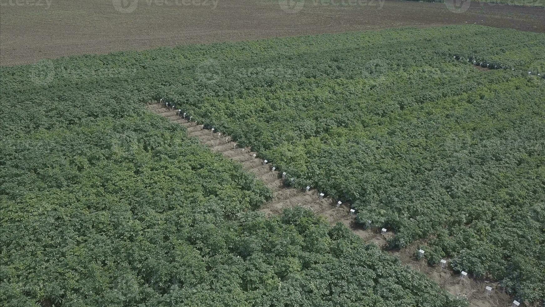 Aerial. Flying over field with potato. Clip. Potato field with green shoots of potatoes. Beautiful landscape with field of potato and cloudy blue sky photo