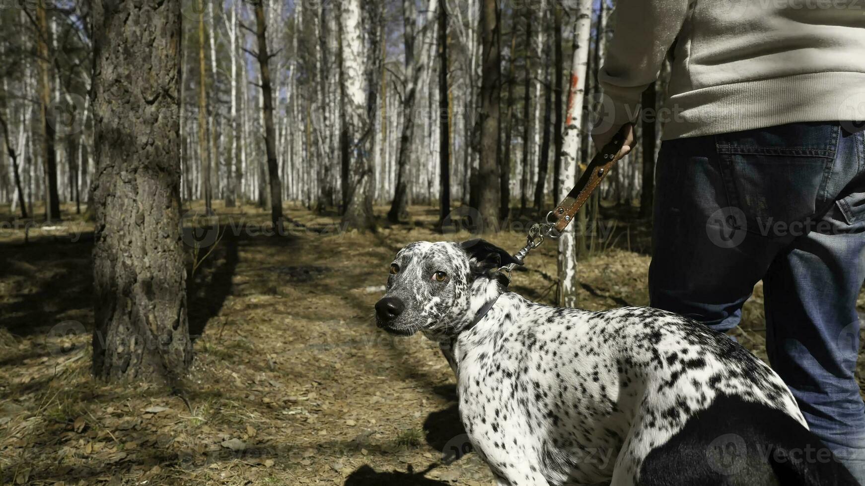 Man walks with dog in autumn park at sunny day. Man walking with a Dalmatian dog, view from the back photo