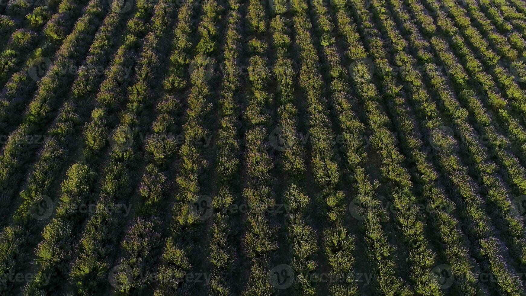 Top view of lavender on sunrise. Shot. Top view of beautiful rows of flowering lavender bushes illuminated by morning sun. Smooth rows of purple lavender field photo