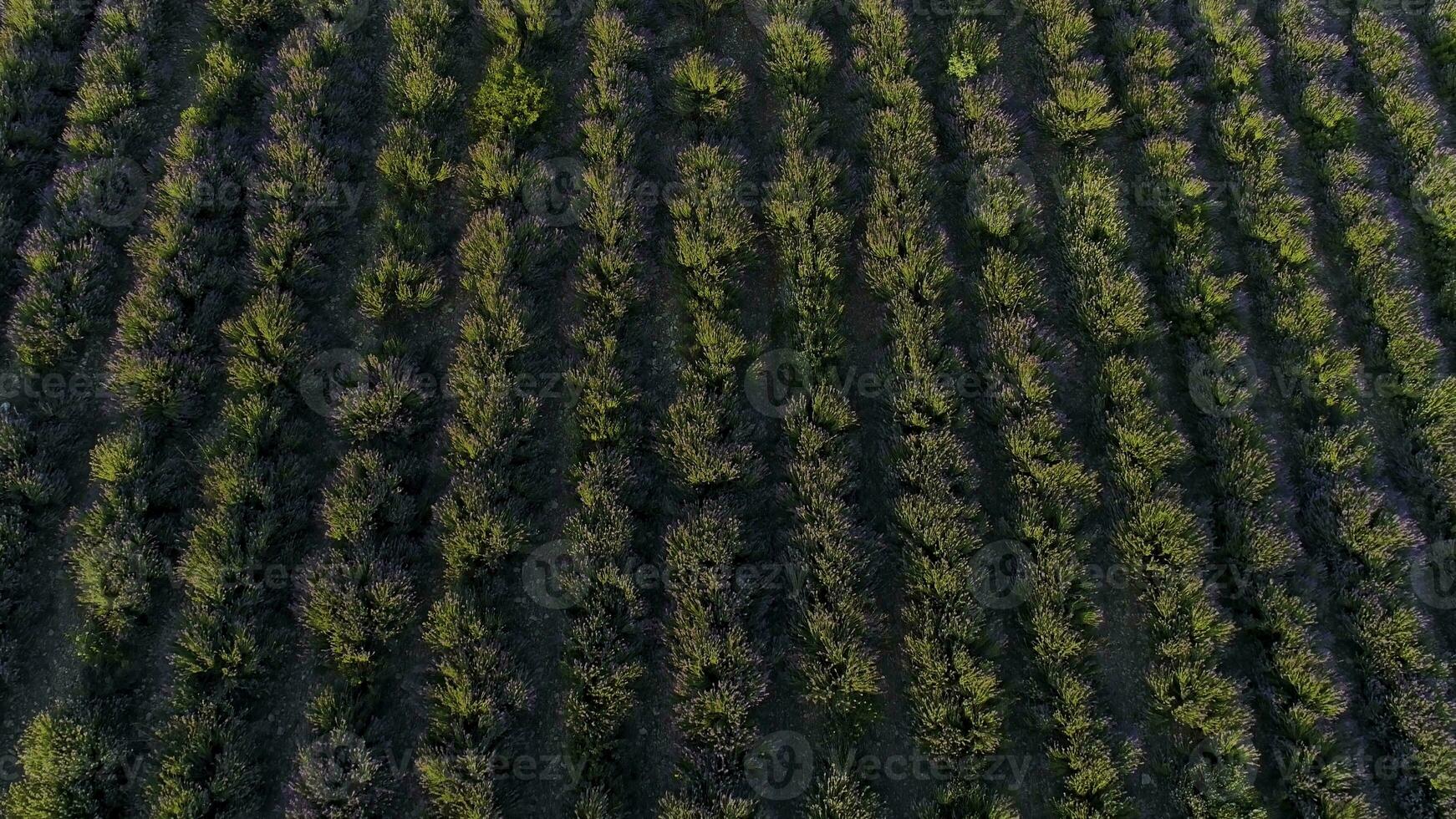 Top view of lavender on sunrise. Shot. Top view of beautiful rows of flowering lavender bushes illuminated by morning sun. Smooth rows of purple lavender field photo