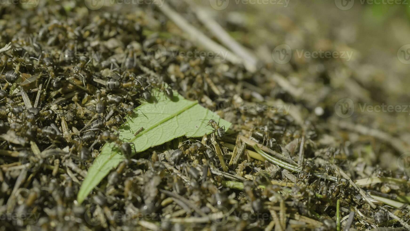 Ants moving in anthill Marco many insects background. Closeup life of ants on the top of anthill photo