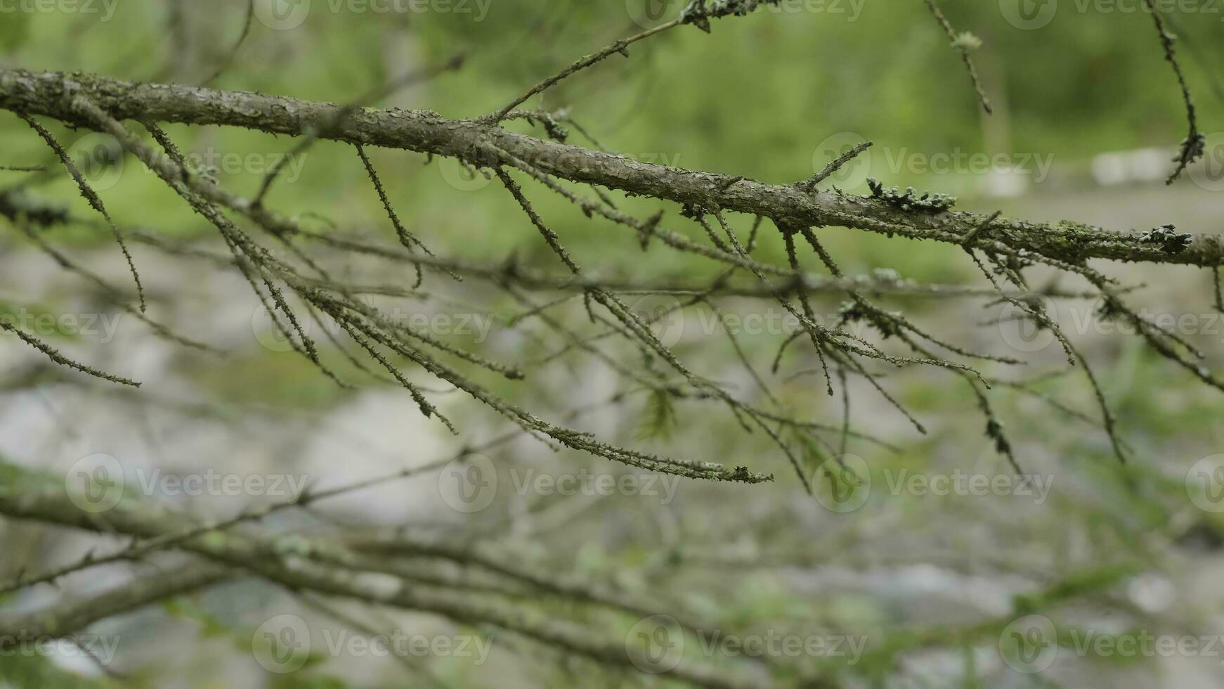 River through the branches of trees. Forest river and trees in autumn photo