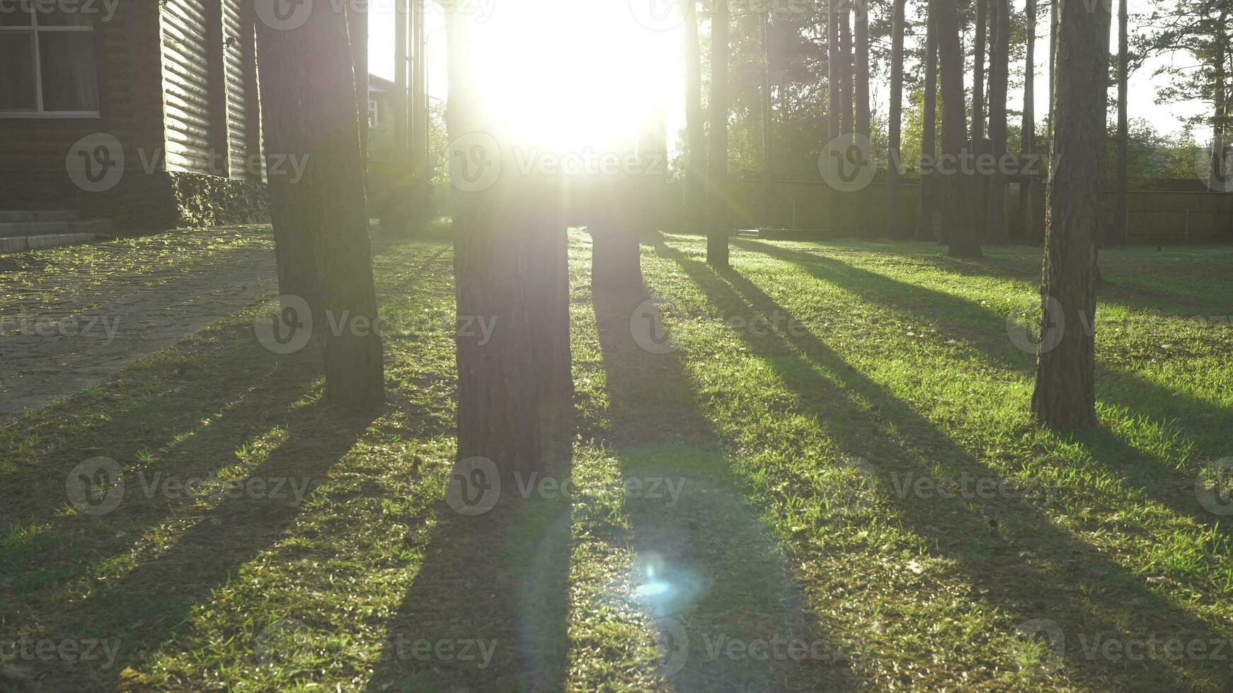 Beautiful decorated ornate home garden pathway with trees hedges grass. Lovely back yard on a Sunny day photo