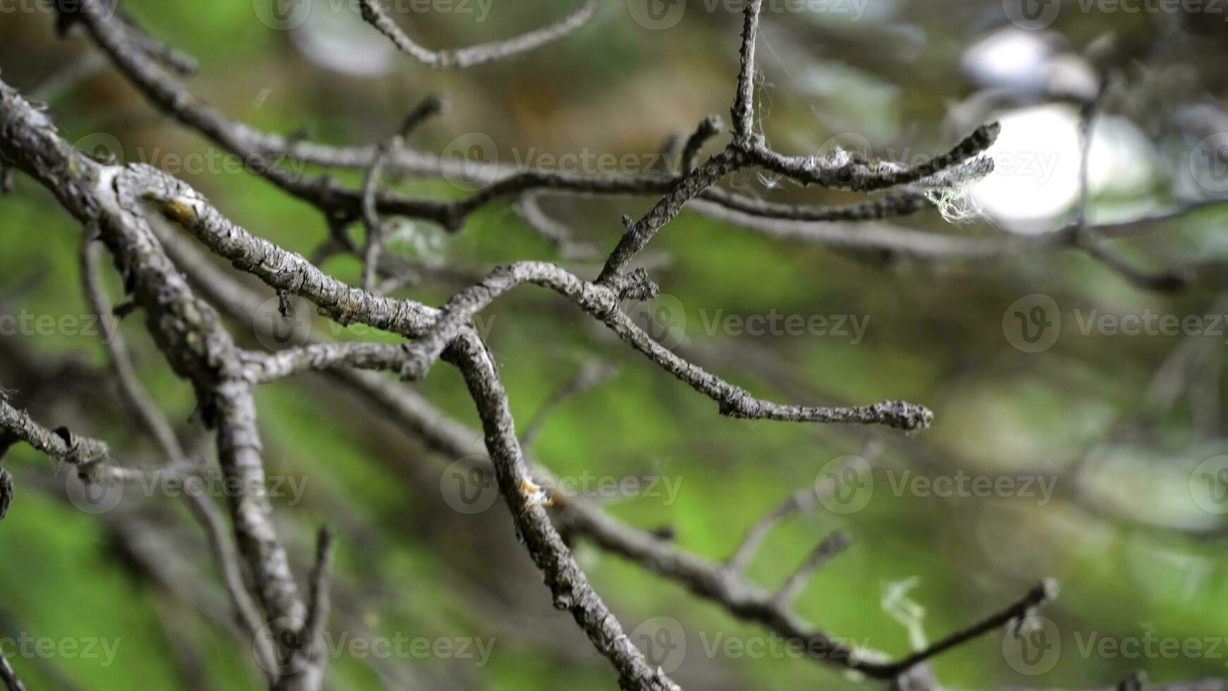 Swinging tree branch in the forest. Stock footage. Beautiful wildlife in the forest photo