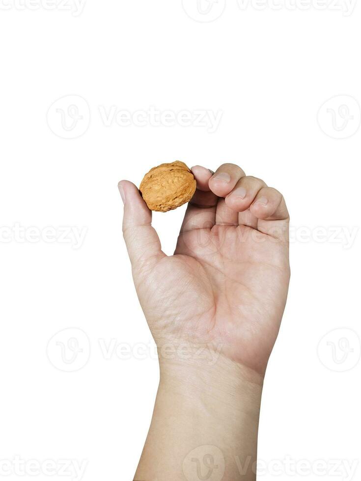 Man holding walnuts on white background photo