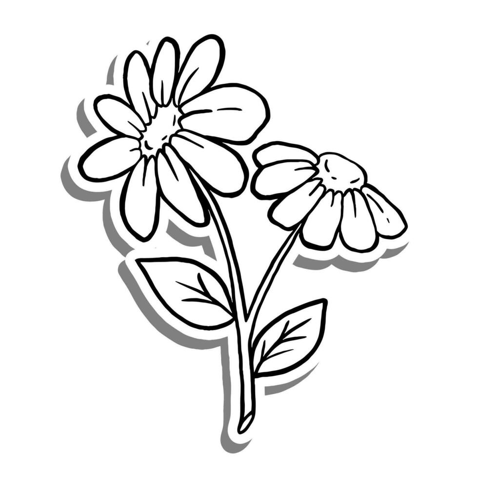 Black line Two Daisies with Leaves on white silhouette and gray shadow. Hand drawn cartoon style. Vector illustration for decorate, coloring and any design.