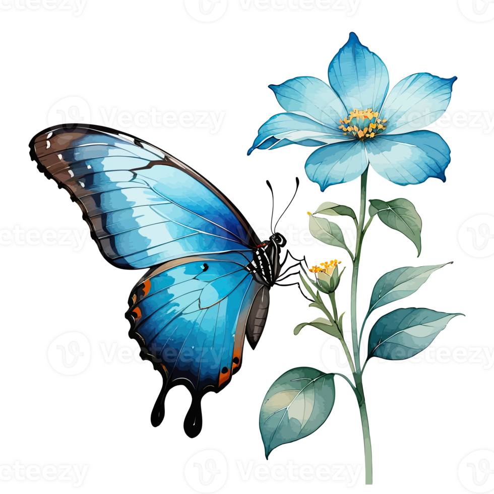 vattenfärg ClipArt blå morpho fjäril på blå blomma png