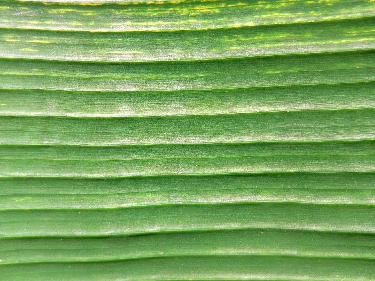 Close up of green banana leaf texture background. Natural green background. photo