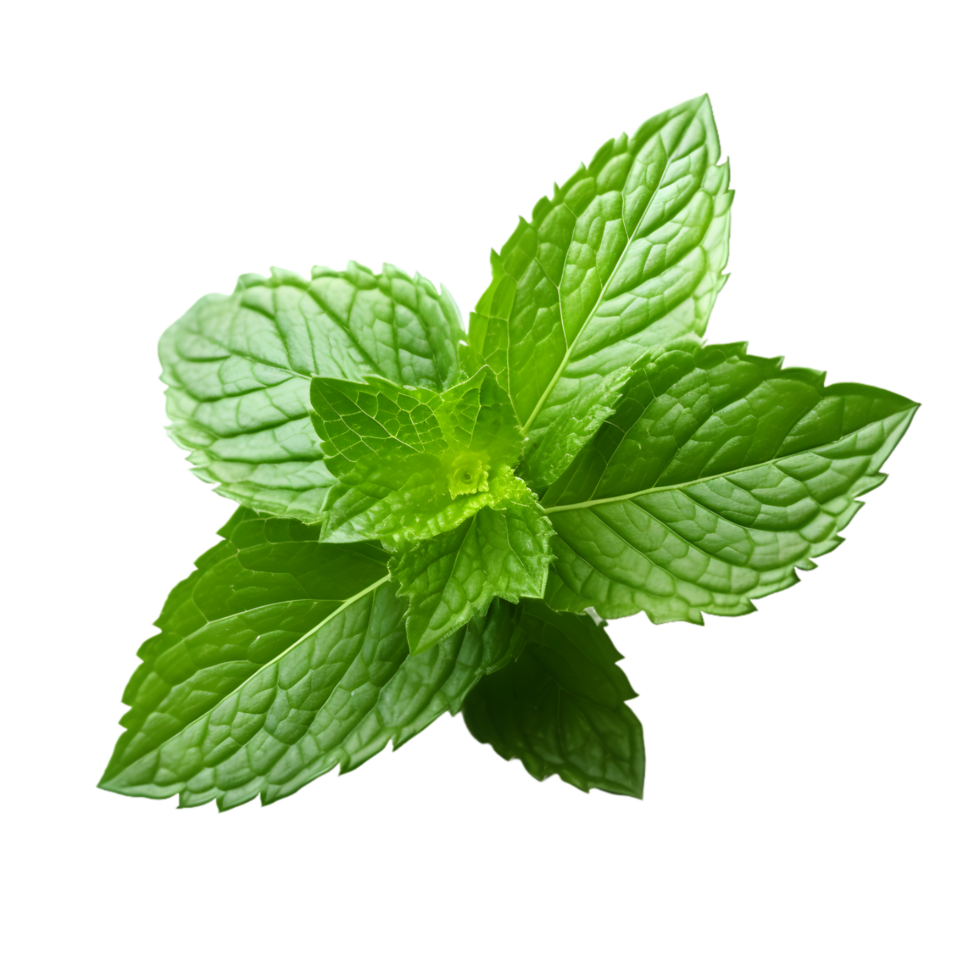 ai généré brin de Frais menthe sur transparent Contexte png image