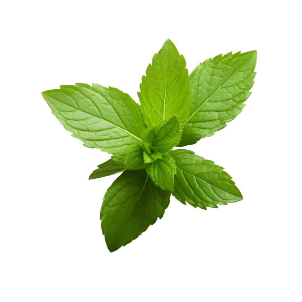 AI generated Sprig of Fresh Mint on transparent background PNG image