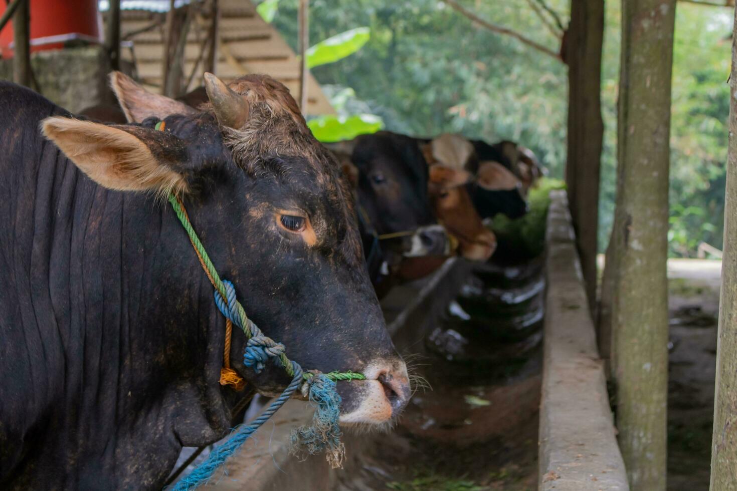 Dairy farm cows indoor in the shed. Cows feeding hay in the farm. photo