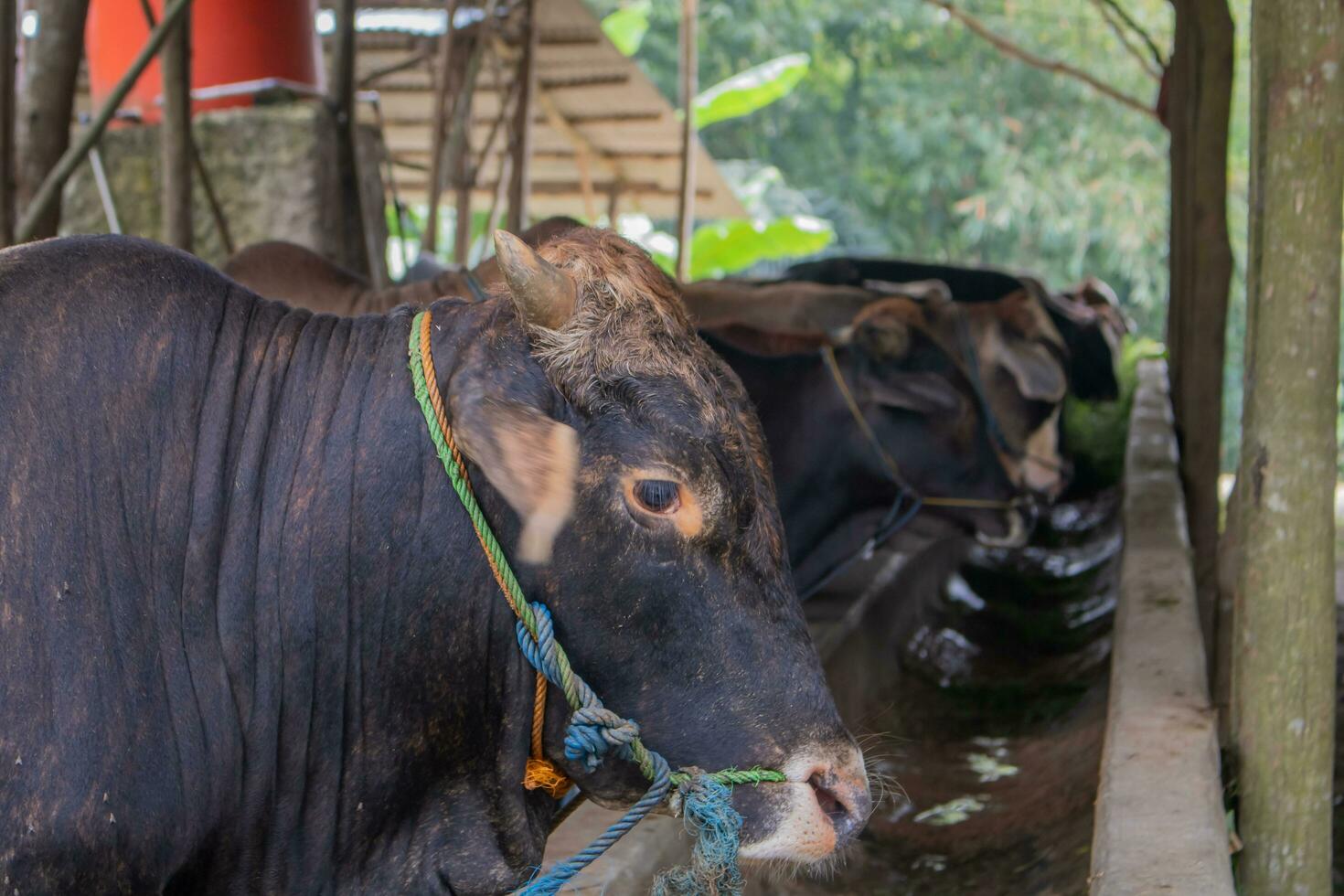 Dairy farm cows indoor in the shed. Cows feeding hay in the farm. photo