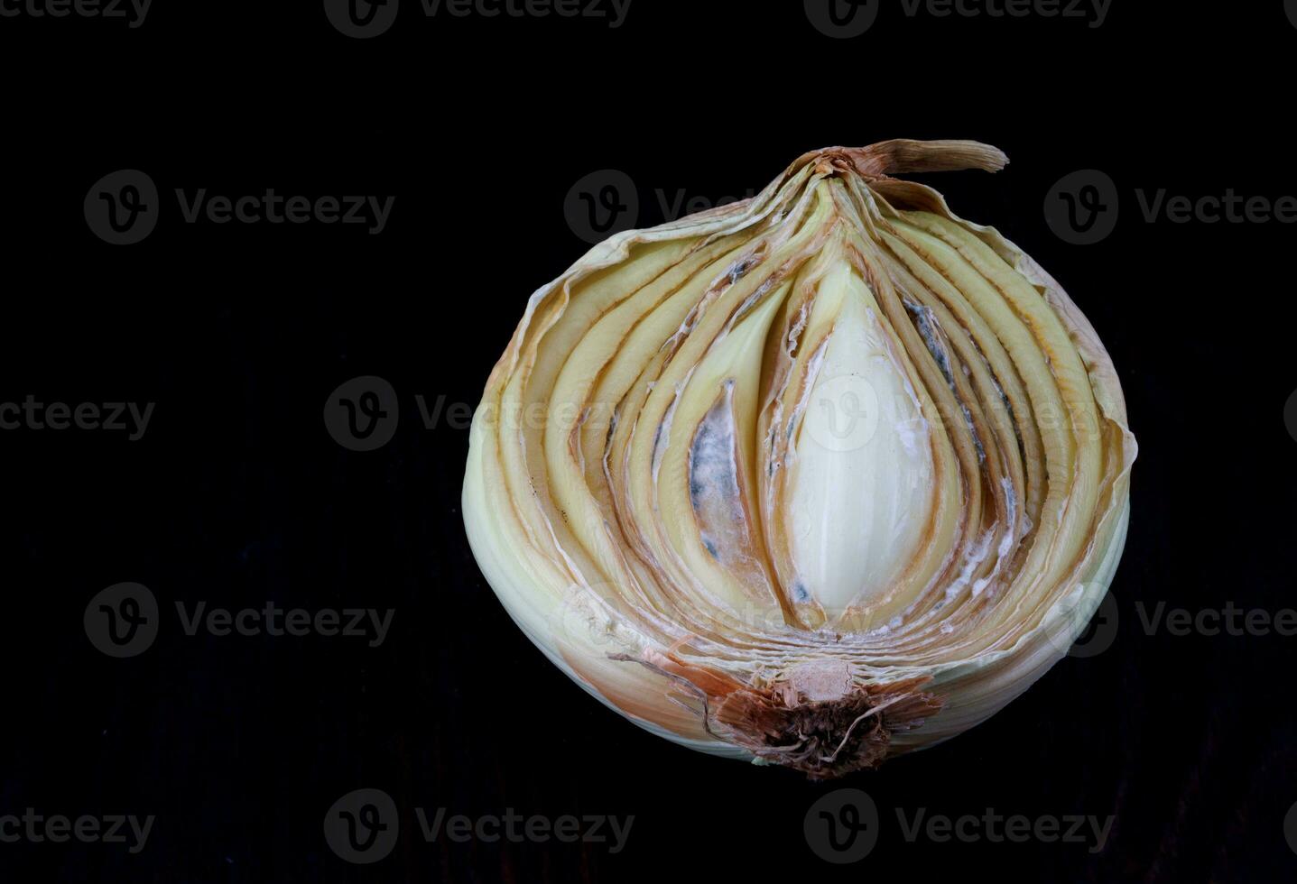 Half of a rotten onion on a dark background. Rotten and moldy onions. photo