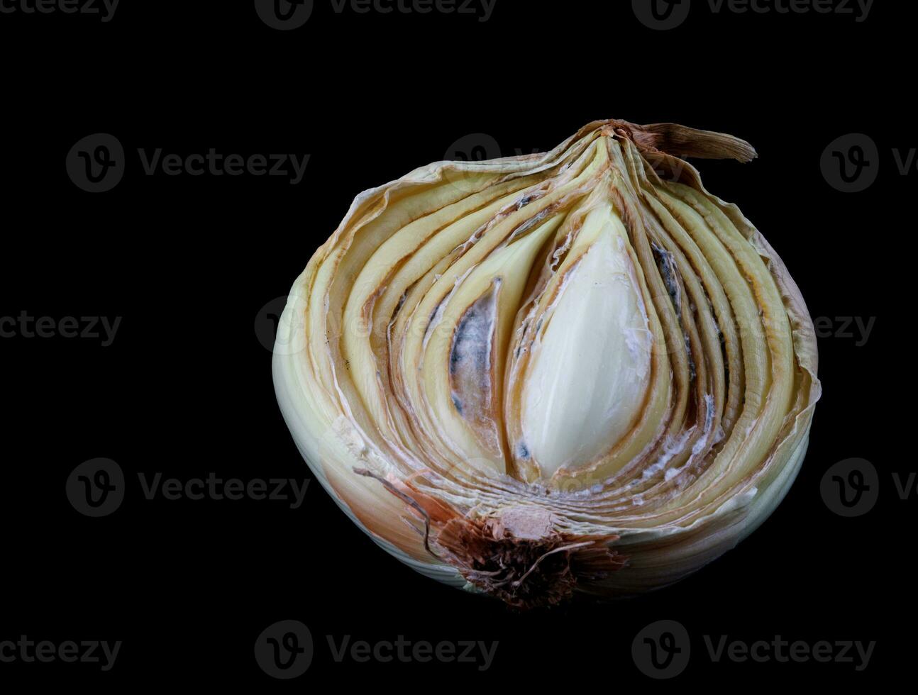 Half of a rotten onion on a dark background. Rotten and moldy onions. photo