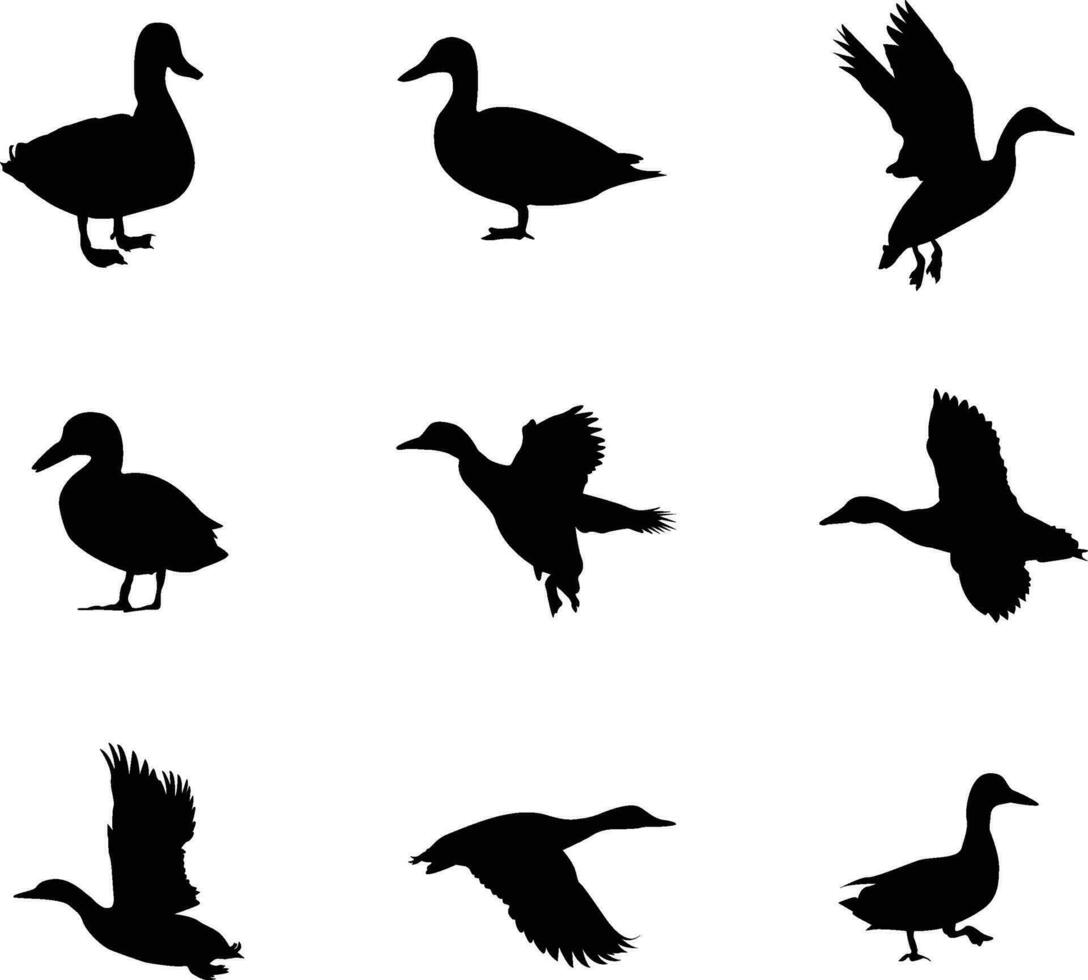 un vector colección de patos en un variedad de posiciones
