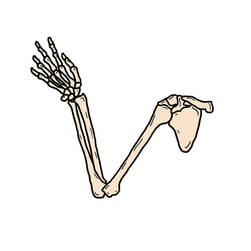 hand drawn arm bone vector illustration