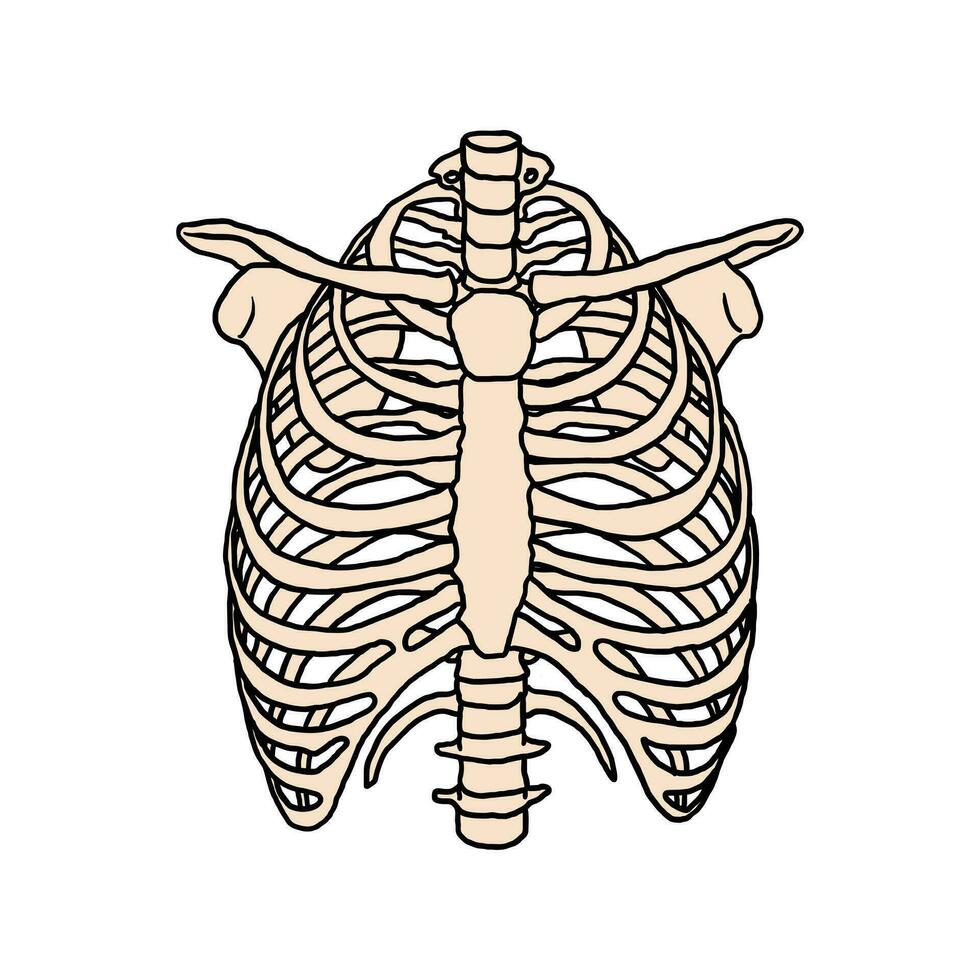 mano dibujado cofre costilla hueso vector ilustración